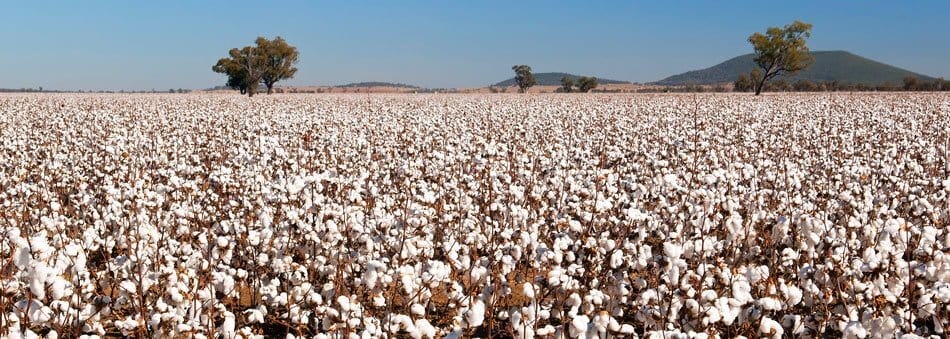 Campo di cotone