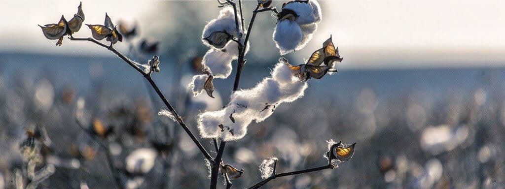 Stanley stella cotone organico